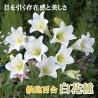 ��10�����ܤ��ȯ�������� Ŵˤɴ�� �� ��ּ� �� �庬 2�� �ƥåݥ� ��� Lily ɴ�� �ۥ磻�� ������ �߿��� ȭ���� ���� �֤�����