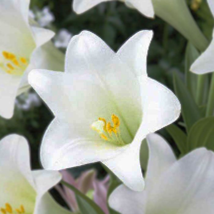 鉄砲百合 【 白花種 】 球根 2球 テッポウ ユリ Lily 百合 ホワイト 秋