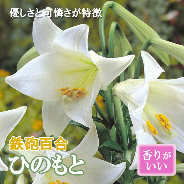 鉄砲百合 ひのもと 球根 2球 テッポウ ユリ 白 Lily 沖永良部島産 百合
