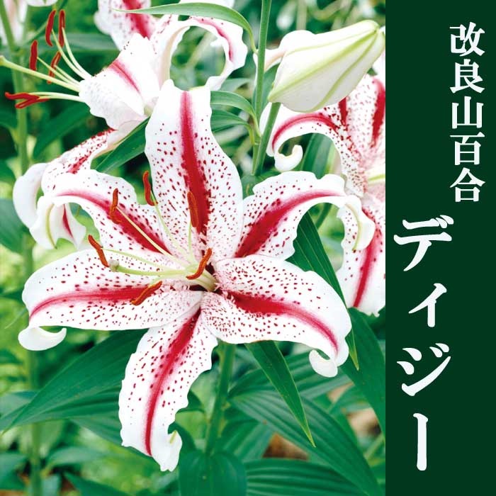 10月上中旬より発送・早割】 改良 山百合 球根 【 ディジー 】1球 百合