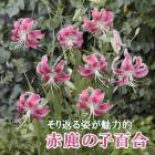 ���λ�ɴ�� �庬 �� �� ���λ� ��1�� ���� ���Υ���� ������ �߿��� ɴ�� ��� lily ��꡼ �֤�����