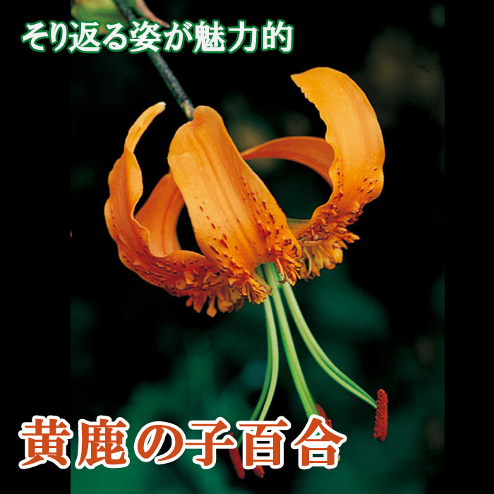 ���λ�ɴ�� �庬 �� �� ���λ� ��1�� ������ ���Υ���� ������ �߿��� ɴ�� ��� lily ��꡼ �֤�����