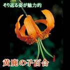 ���λ�ɴ�� �庬 �� �� ���λ� ��1�� ������ ���Υ���� ������ �߿��� ɴ�� ��� lily ��꡼ �֤�����