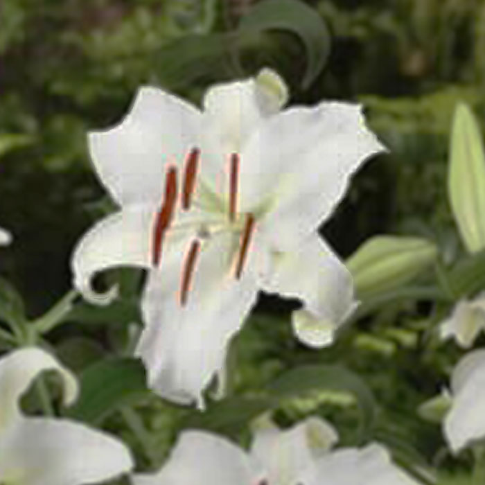 信州産　白カサブランカ球根 楽天市場】カサブランカ 球根 白 ホワイト 1球 オリエンタル リリー