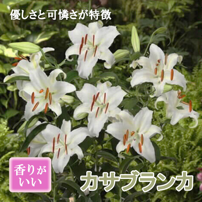 カサブランカ 球根 白 ホワイト 1球 オリエンタル リリー 芳香