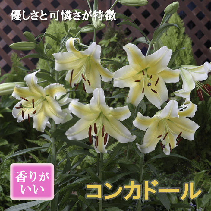 ֥ 庬 󥫥ɡ   ֥󥫡1 ꥨ󥿥 ꡼ ɴ  ߿ ֤