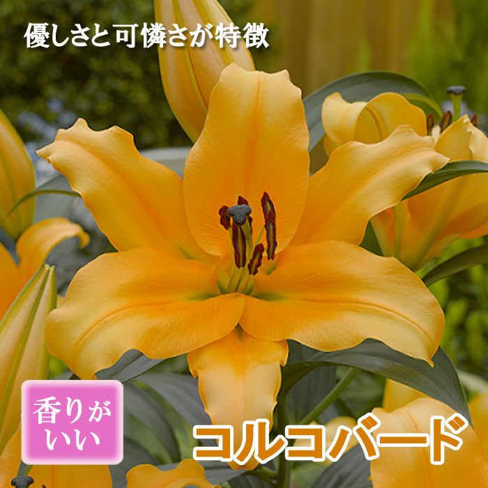 �����֥�� �庬 ���륳�С��� �ʥ֥饤�� ����󥸡�1�� ���ꥨ�󥿥� ��꡼ ɴ�� ������ �߿��� �֤�����