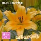 �����֥�� �庬 ���륳�С��� �ʥ֥饤�� ����󥸡�1�� ���ꥨ�󥿥� ��꡼ ɴ�� ������ �߿��� �֤�����