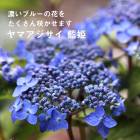 ͽۥޥ   ɱ 9󥰥ݥå ڣ沼ܤ缡ȯ