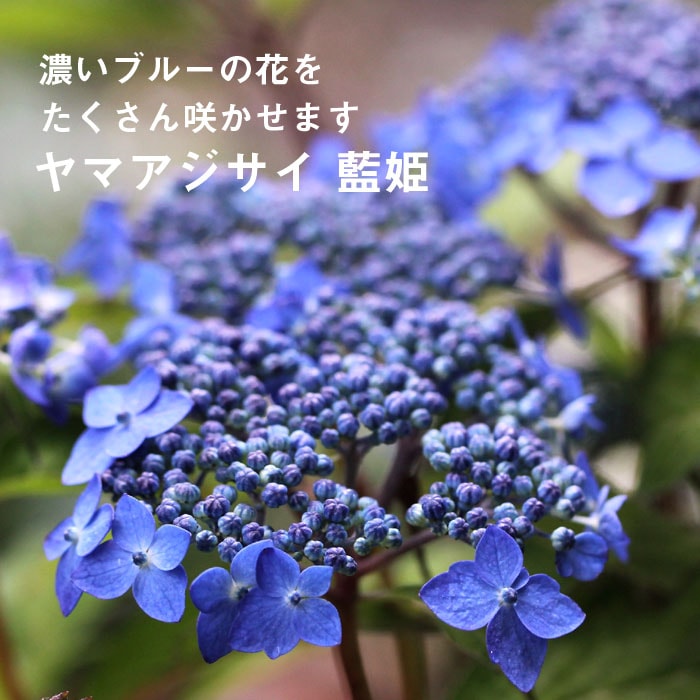 ヤマアジサイ 苗 藍姫 9cmロングポット 山アジサイ 紫陽花 あじさい