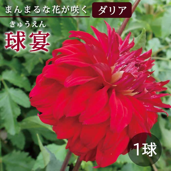 ���ꥢ �庬 �տ��� �ڤޤ�ޤ���ꥢ�� ��� ���夦���� 1�� dahlia �֤�����
