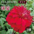 ���ꥢ �庬 �տ��� �ڤޤ�ޤ���ꥢ�� ��� ���夦���� 1�� dahlia �֤�����