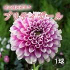 ���ꥢ �庬 �տ��� �ڤޤ�ޤ���ꥢ�� �ץ�ƥ������� 1�� dahlia �֤�����