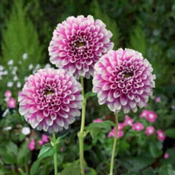 ダリア 球根 春植え 【まんまるダリア】 プリティガール 1球 dahlia