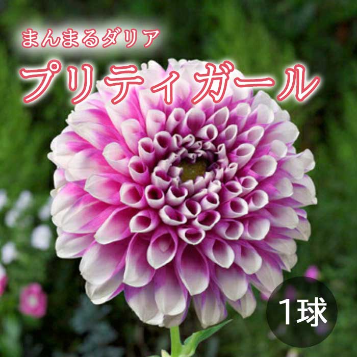 ダリア 球根 春植え 【まんまるダリア】 プリティガール 1球 dahlia