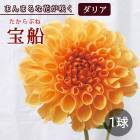 ���ꥢ �庬 �տ��� �ڤޤ�ޤ���ꥢ�� ���� ������֤� 1�� dahlia �֤�����