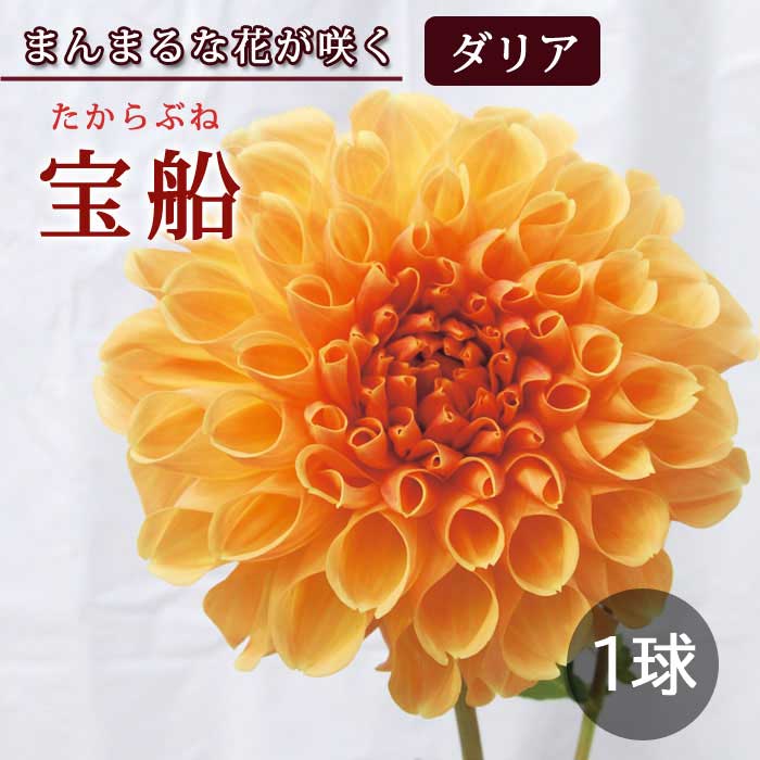 ダリア 球根 春植え 【まんまるダリア】 宝船 たからぶね 1球 dahlia