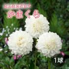 ���ꥢ �庬 �տ��� �ڤޤ�ޤ���ꥢ�� ���ޤ��� 1�� dahlia �֤�����