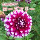 ���ꥢ �庬 �տ��� �ڤޤ�ޤ���ꥢ�� �������ޥ꡼ 1�� dahlia �֤�����