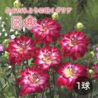 ���ꥢ �庬 �տ��� �� ���դ�餭 ���ꥢ�� ���� �Ҥ��� 1�� dahlia �֤�����