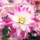 ���ꥢ �庬 �տ��� �� ���դ�餭 ���ꥢ�� ��ɱ ������Ҥ� 1�� dahlia �֤�����