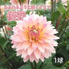 ���ꥢ �庬 �տ��� �� ���դ�餭 ���ꥢ�� ͥ�� ��� 1�� dahlia �֤�����