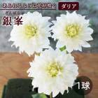 ���ꥢ �庬 �տ��� �� ���դ�餭 ���ꥢ�� ���� ����ݤ� 1�� dahlia �֤�����