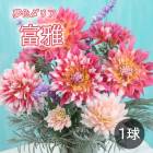 ���ꥢ �庬 �տ��� ��̴�����ꥢ�� �ٲ� �դ��� 1�� �Ѳ����٤�����礤 dahlia �֤�����