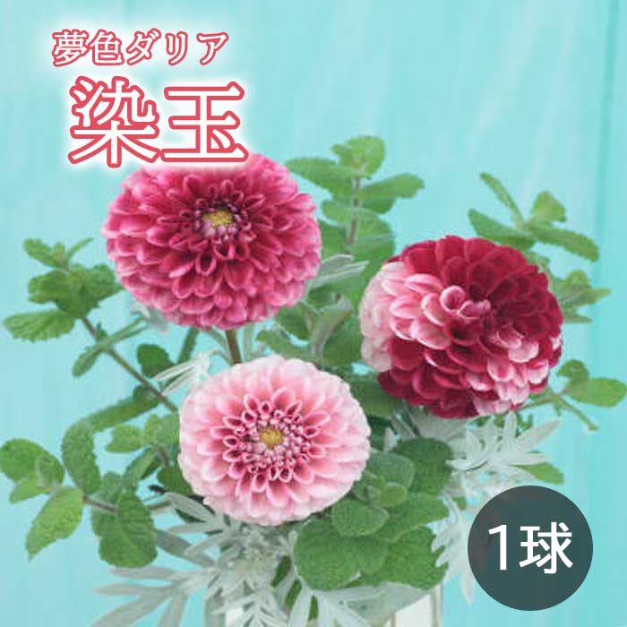 ���ꥢ �庬 �տ��� ��̴�����ꥢ�� ���� ������� 1�� �Ѳ����٤�����礤 dahlia �֤�����