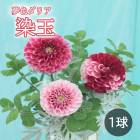 ���ꥢ �庬 �տ��� ��̴�����ꥢ�� ���� ������� 1�� �Ѳ����٤�����礤 dahlia �֤�����