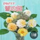 ���ꥢ �庬 �տ��� ��̴�����ꥢ�� ����� �椭�Τޤ� 1�� �Ѳ����٤�����礤 dahlia �֤�����