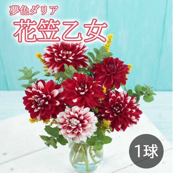 ���ꥢ �庬 �տ��� ��̴�����ꥢ�� �ֳ޲��� �Ϥʤ������Ȥ� 1�� �Ѳ����٤�����礤 dahlia �֤�����