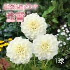 ���ꥢ �庬 �տ��� ���������ʥ��ꥢ�� ���� �ۤ����� 1�� dahlia �֤�����