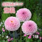 ���ꥢ �庬 �տ��� ���������ʥ��ꥢ�� ���� �ۤ��Ȥ� 1�� dahlia �֤�����