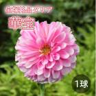 ���ꥢ �庬 �տ��� ���������ʥ��ꥢ�� ���� ���ۤ� 1�� dahlia �֤�����