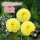 ���ꥢ �庬 �տ��� ���������ʥ��ꥢ��  ���� ��������1�� dahlia �֤�����