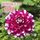 ���ꥢ �庬 �տ��� ���������ʥ��ꥢ��  ���� �ۤ����� 1�� dahlia �֤�����