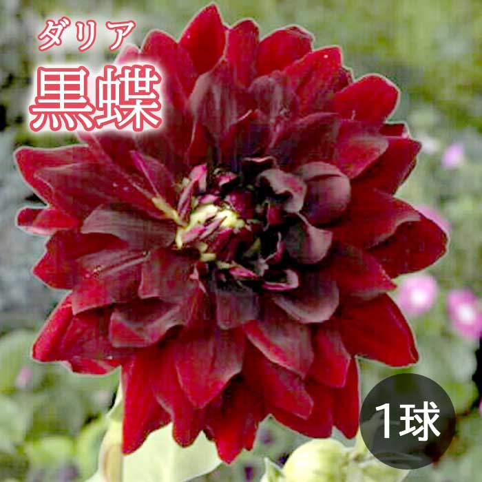 ���ꥢ �庬 �տ��� �� ��ĳ �� �������礦 1�� ���� dahlia �֤�����