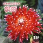 ���ꥢ �庬 �տ��� �� �ץ���� ���ꥢ�� ���� ������ 1��  dahlia �֤�����