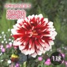 ���ꥢ �庬 �տ��� �� �ץ���� ���ꥢ�� ��Ǽ �椤�Τ� 1�� dahlia �֤�����