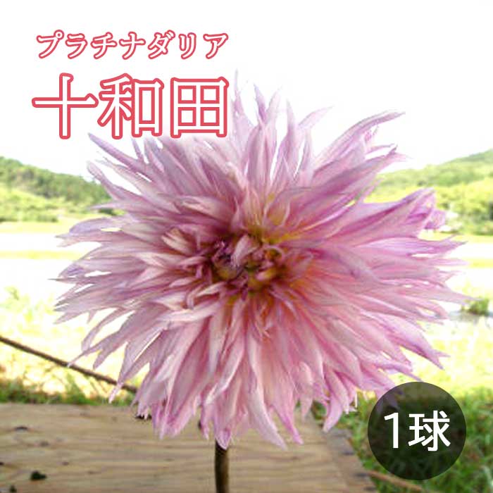 ダリア 球根 春植え 【 プラチナ ダリア】 十和田 とわだ 1球 dahlia