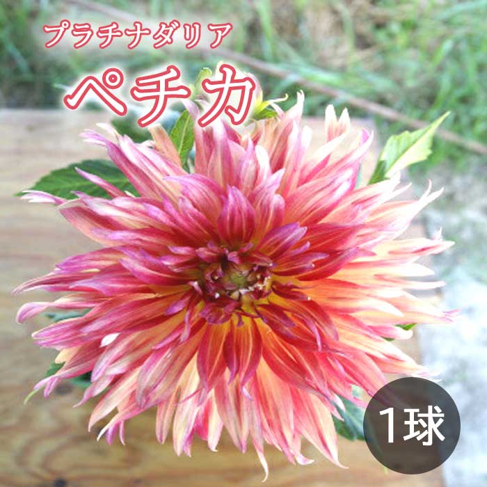 ダリア 球根 春植え 【 プラチナ ダリア】 ペチカ 1球 dahlia 花の大和