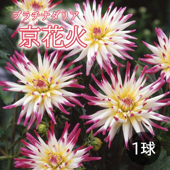 ダリア球根【春紅葉】1球根 ダリア・春紅葉| 種・苗・ガーデニング用品の【タキイネット通販】
