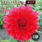 ���ꥢ �庬 �տ��� �� Ķ ������ �餭���ꥢ�� �� ���� 1�� dahlia �֤�����