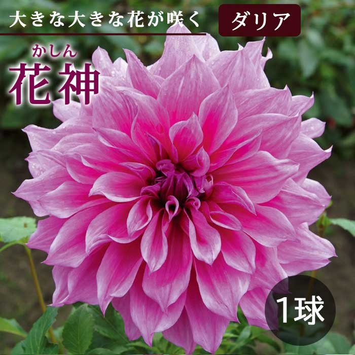 ダリア 球根 春植え 【 超 巨大輪 咲きダリア】 花神 かしん 1球