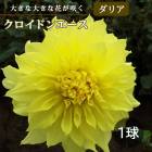 ���ꥢ �庬 �տ��� �� Ķ ������ �餭���ꥢ�� �������ɥ󥨡��� 1�� dahlia �֤�����