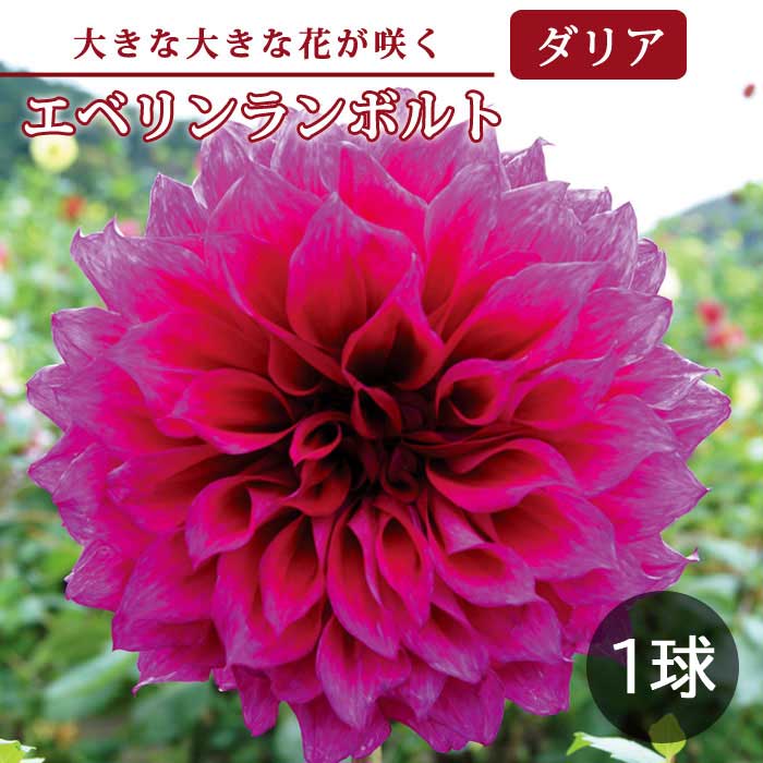 ダリア 球根 春植え 【 超 巨大輪 咲きダリア】 エベリンランボルト 1