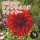 ���ꥢ �庬 �տ��� �ڲ֤� �礭�� ���ꥢ�� ���Υ�磻��ɥե����䡼 1�� ���� ������ dahlia �֤�����