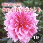 ���ꥢ �庬 �տ��� �ڲ֤� �礭�� ���ꥢ�� �������ɥ󥳥�å� 1�� ���� ������ dahlia �֤�����