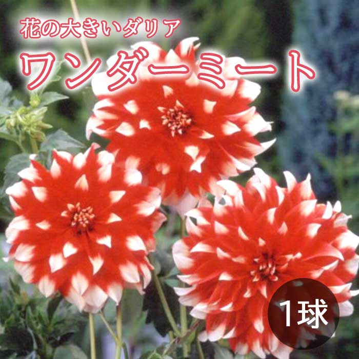 ダリア 球根 春植え 【花の 大きい ダリア】 ワンダーミート 1球 大輪